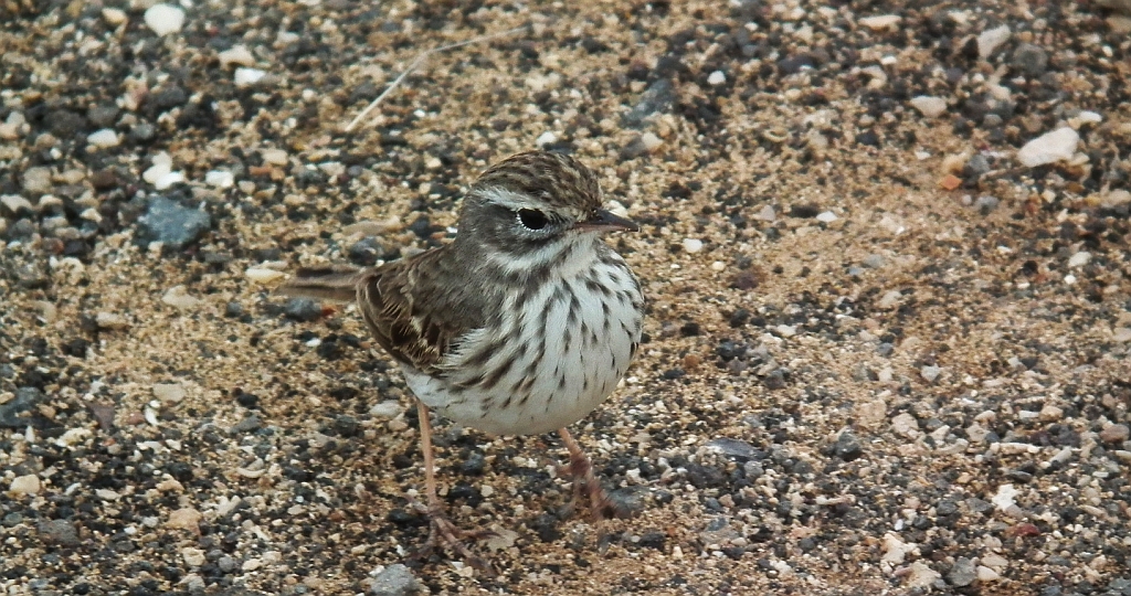 Świergotek kanaryjski (Anthus berthelotti)