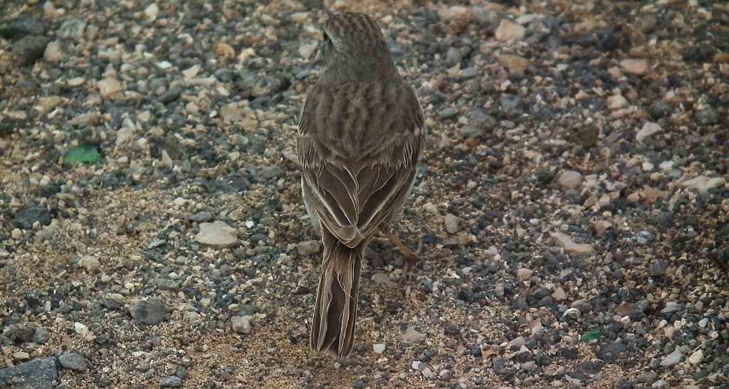 Świergotek kanaryjski (Anthus berthelotti)