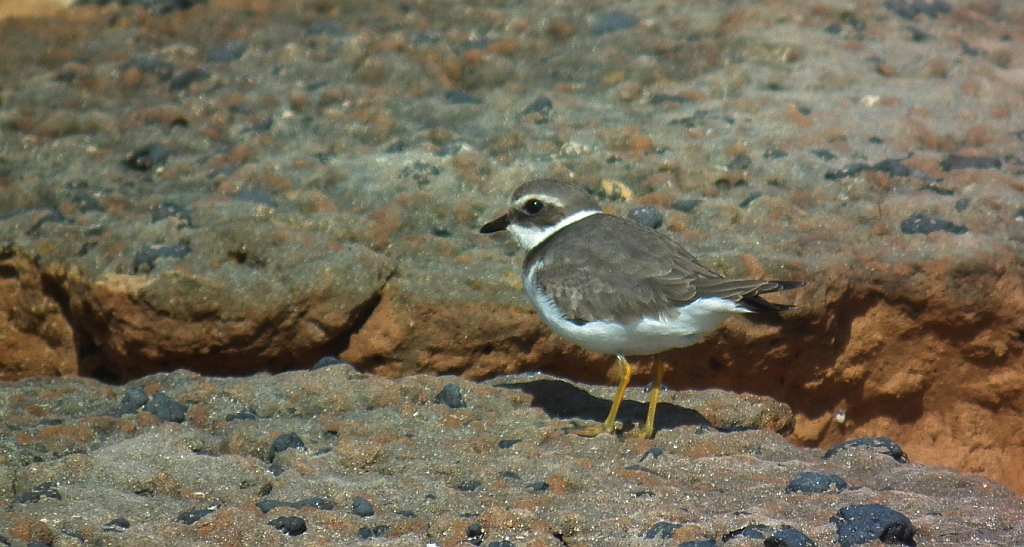 Sieweczka morska (Charadrius alexandrinus)