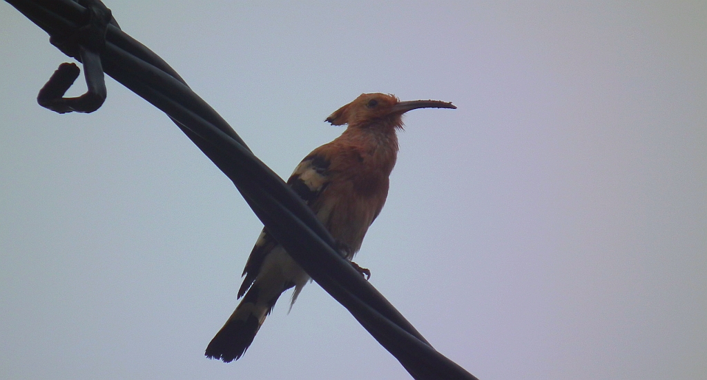 Dudek, dudek zwyczajny (Upupa epops)