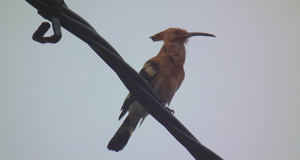 Dudek, dudek zwyczajny (Upupa epops)