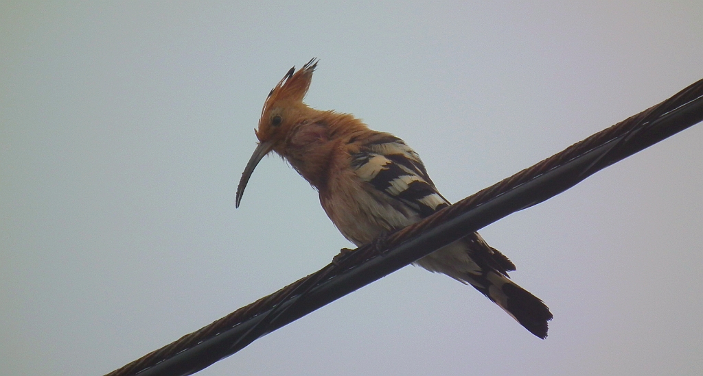 Dudek, dudek zwyczajny (Upupa epops)