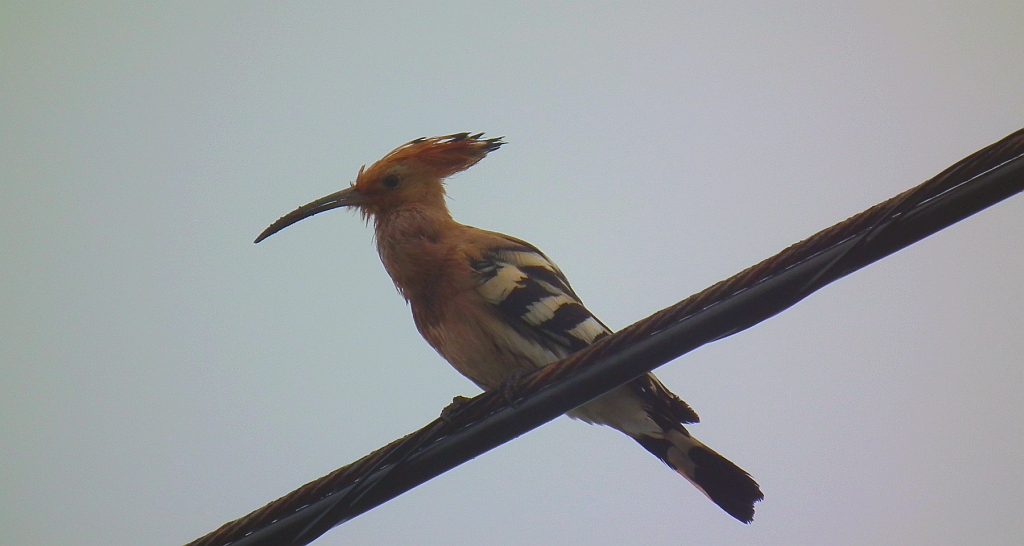 Dudek, dudek zwyczajny (Upupa epops)