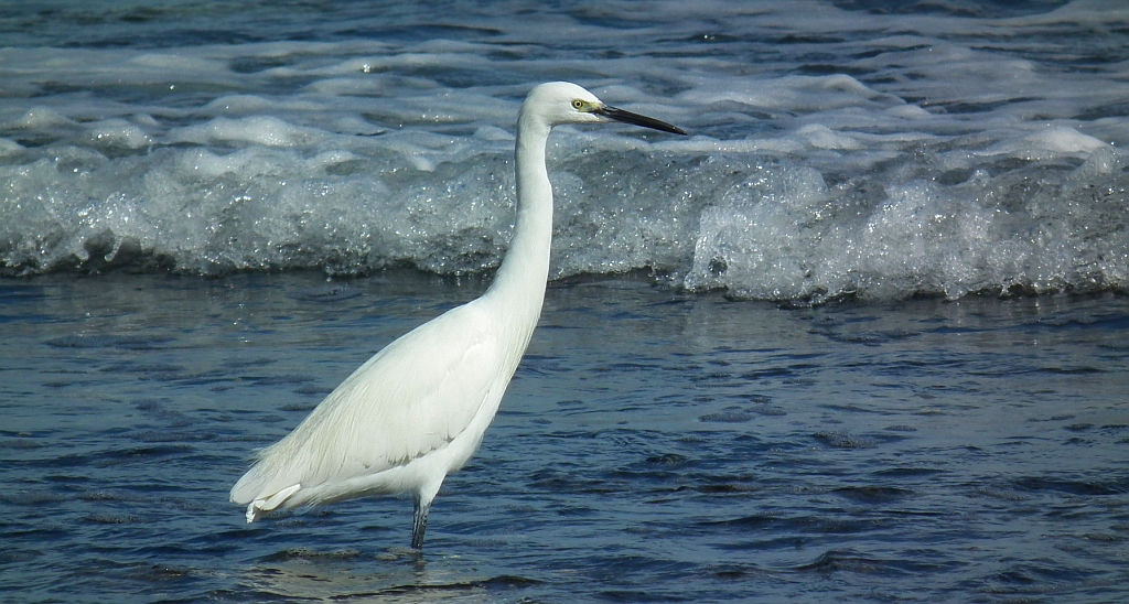Czapla nadobna (Egretta garzetta)