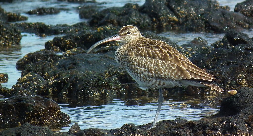 Kulik mniejszy (Numenius phaeopus)