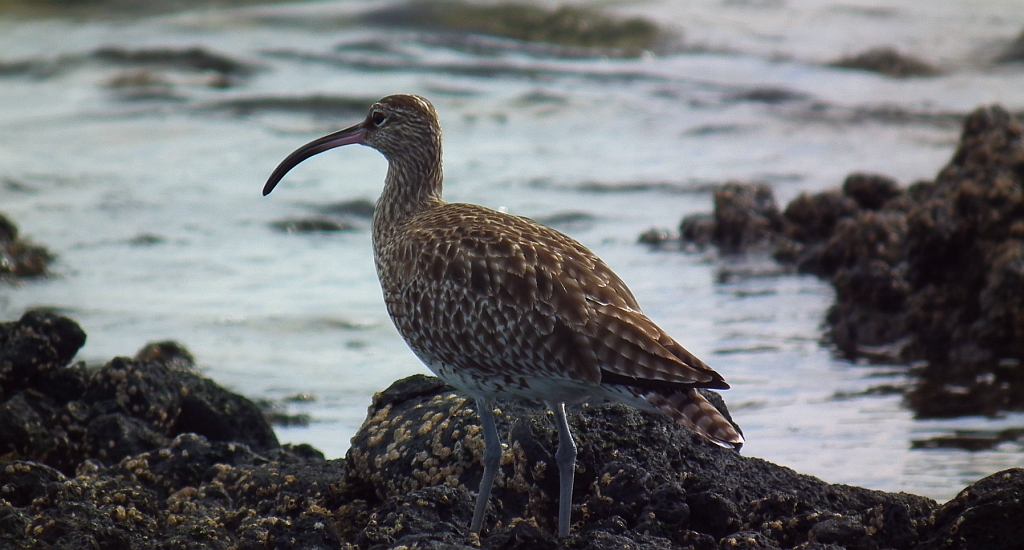 Kulik mniejszy (Numenius phaeopus)
