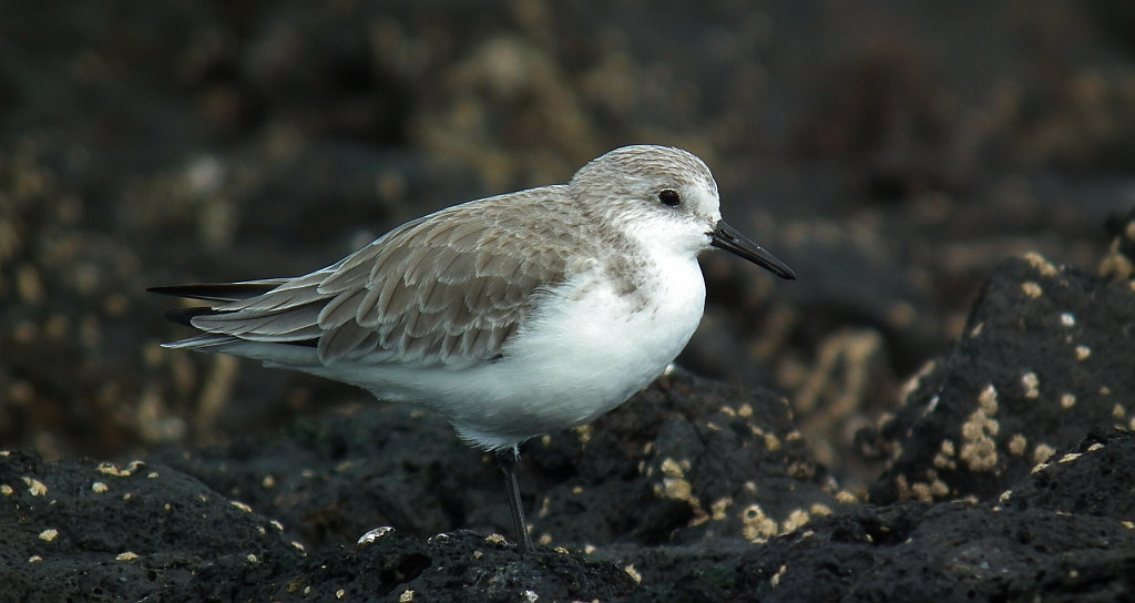 Piaskowiec (Calidris alba)