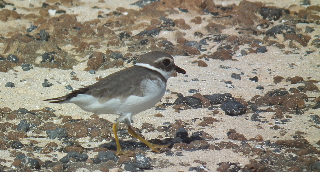 Sieweczka morska (Charadrius alexandrinus)