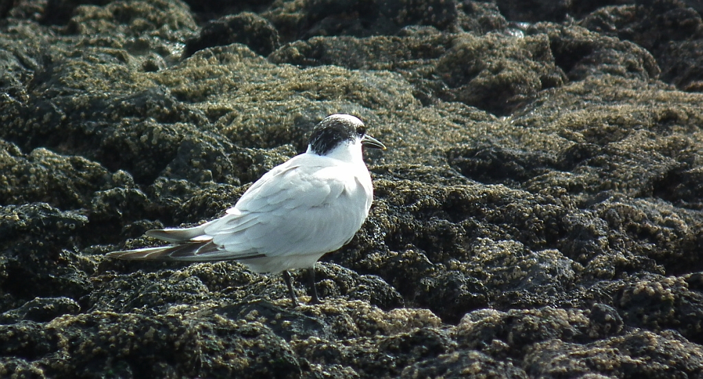 Rybitwa czubata (Thalasseus sandvicensis)