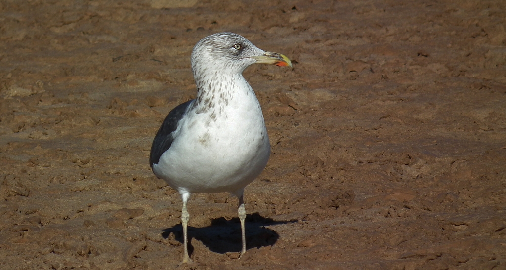 Mewa żółtonoga (Larus fuscus)