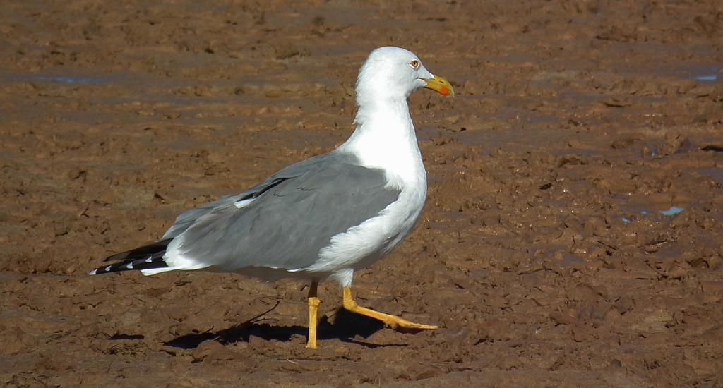Mewa żółtonoga (Larus fuscus)