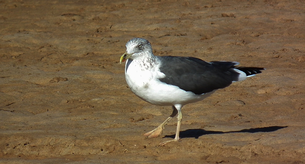 Mewa żółtonoga (Larus fuscus)