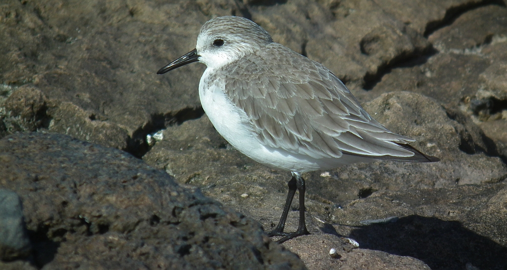 Piaskowiec (Calidris alba)