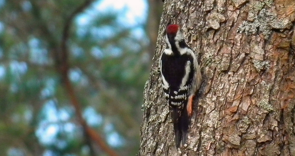 Dzięcioł średni (Dendrocopos medius)