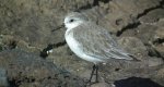 Piaskowiec (Calidris alba)