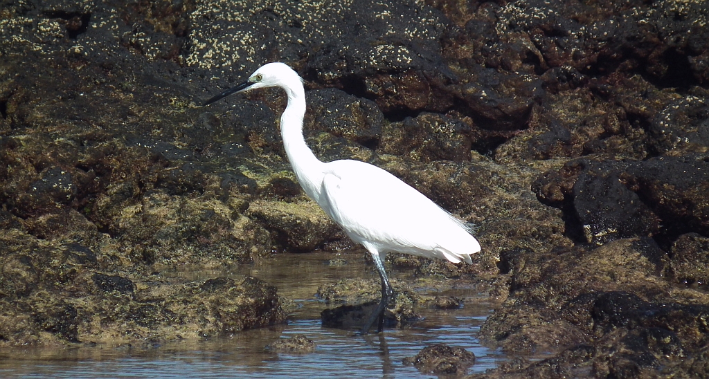Czapla nadobna (Egretta garzetta)