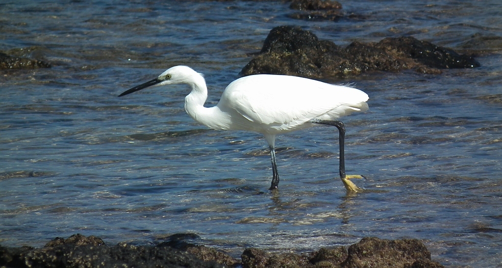 Czapla nadobna (Egretta garzetta)