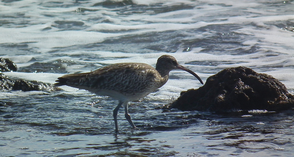Kulik mniejszy (Numenius phaeopus)
