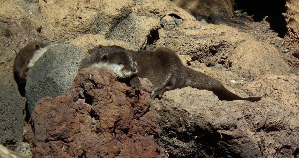 Wydra europejska, wydra (Lutra lutra)