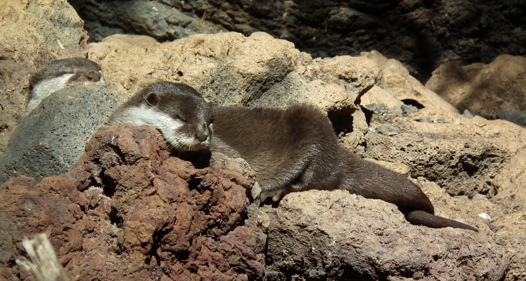 Wydra europejska, wydra (Lutra lutra)