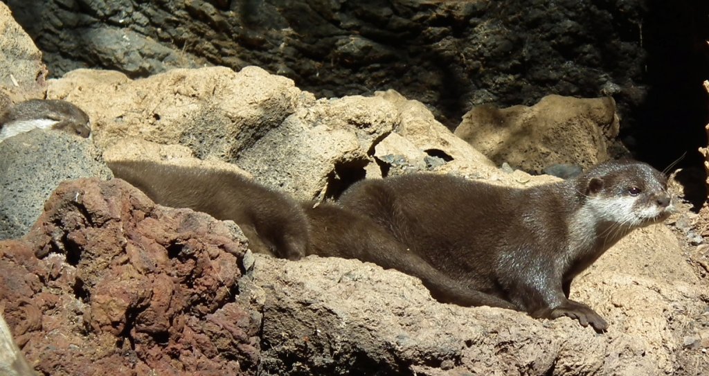 Wydra europejska, wydra (Lutra lutra)