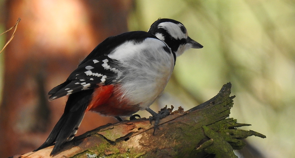 Dzięcioł duży (Dendrocopos major)