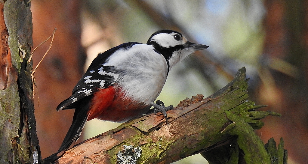 Dzięcioł duży (Dendrocopos major)