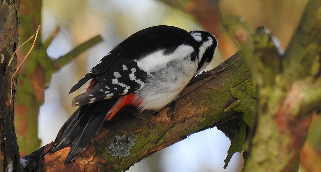 Dzięcioł duży (Dendrocopos major)