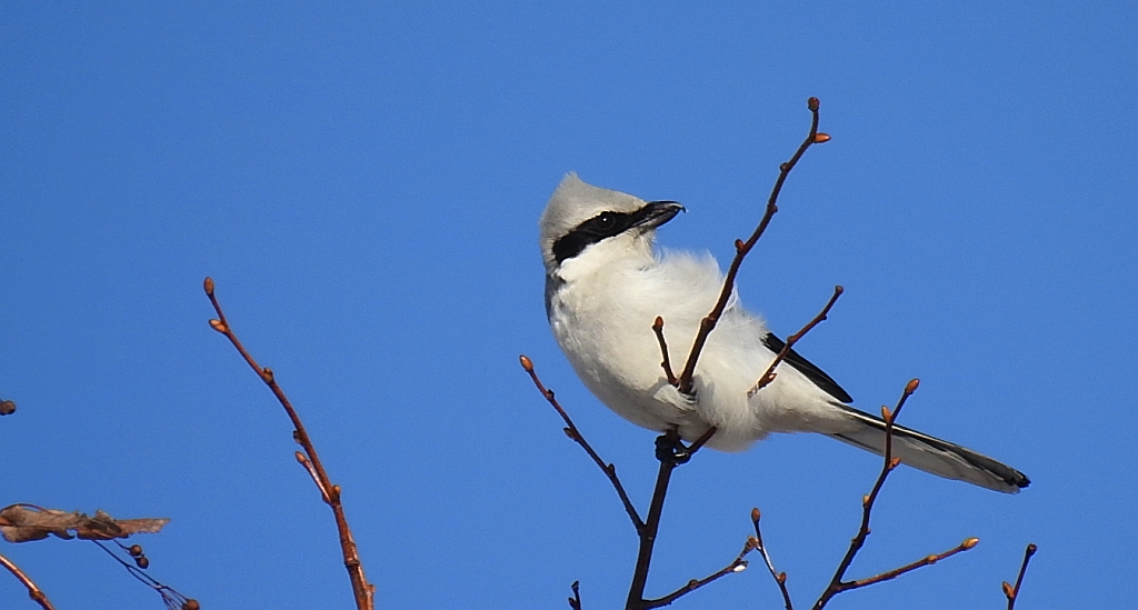 Srokosz (Lanius excubitor)