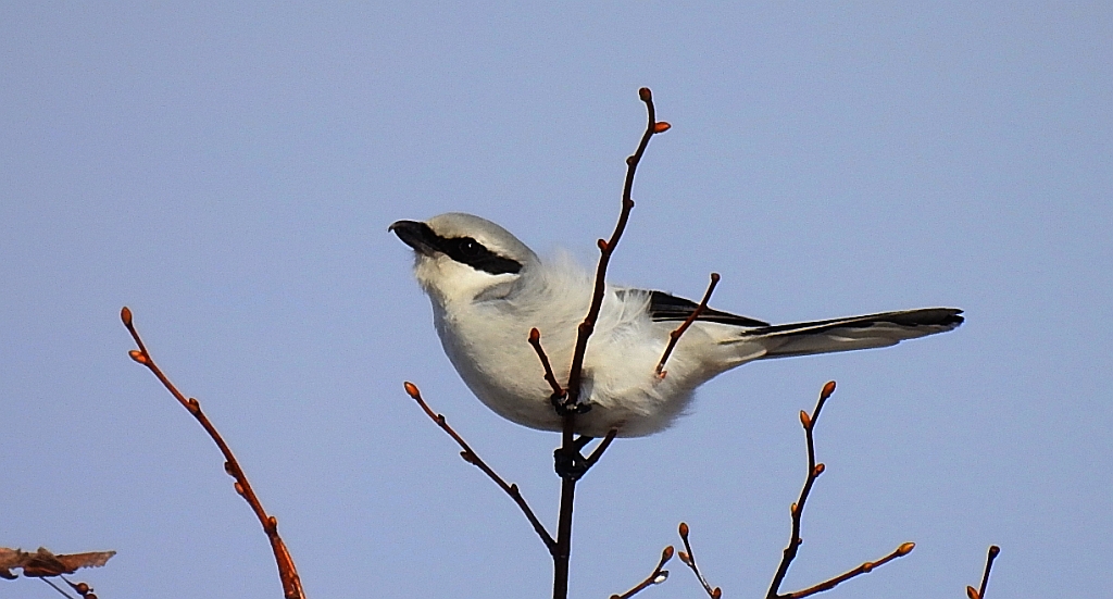 Srokosz (Lanius excubitor)