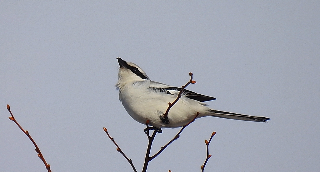 Srokosz (Lanius excubitor)