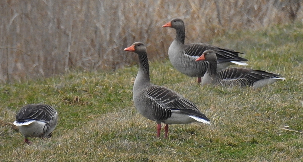 Gęgawa, gęś gęgawa (Anser anser)