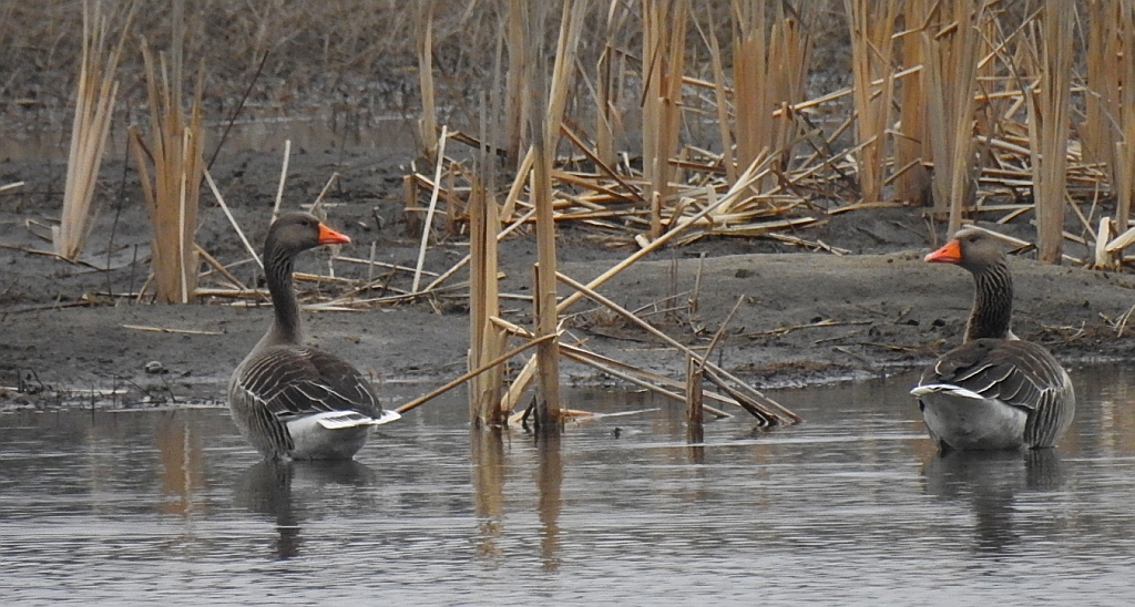 Gęgawa, gęś gęgawa (Anser anser)