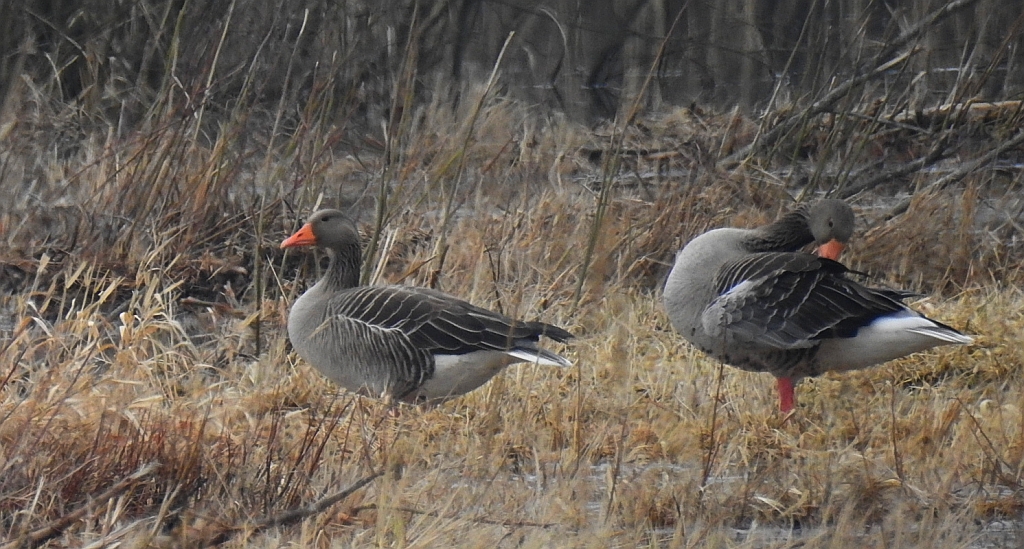 Gęgawa, gęś gęgawa (Anser anser)