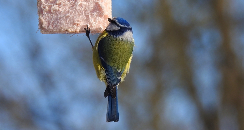 Modraszka zwyczajna, modraszka, sikora modra (Cyanistes caeruleus)