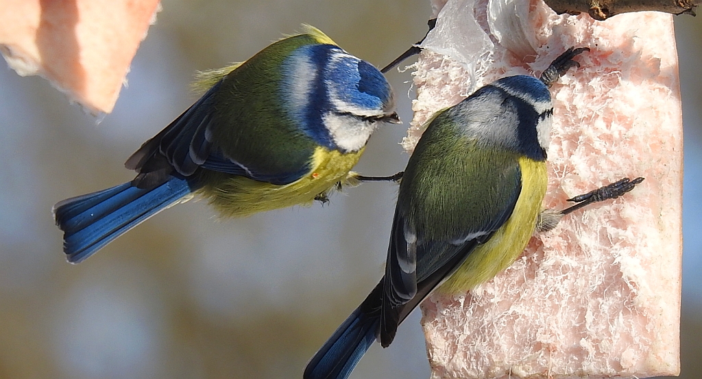 Modraszka zwyczajna, modraszka, sikora modra (Cyanistes caeruleus)