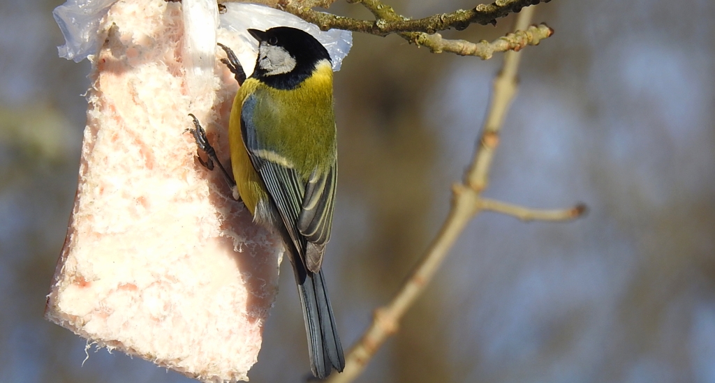 Bogatka zwyczajna, bogatka, sikora bogatka (Parus major)