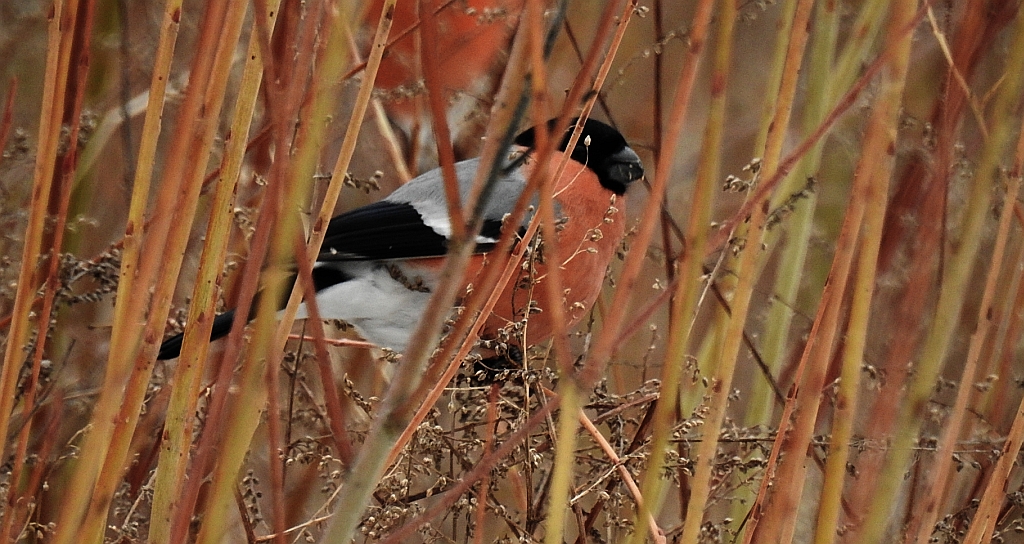 Gil zwyczajny, gil (Pyrrhula pyrrhula)