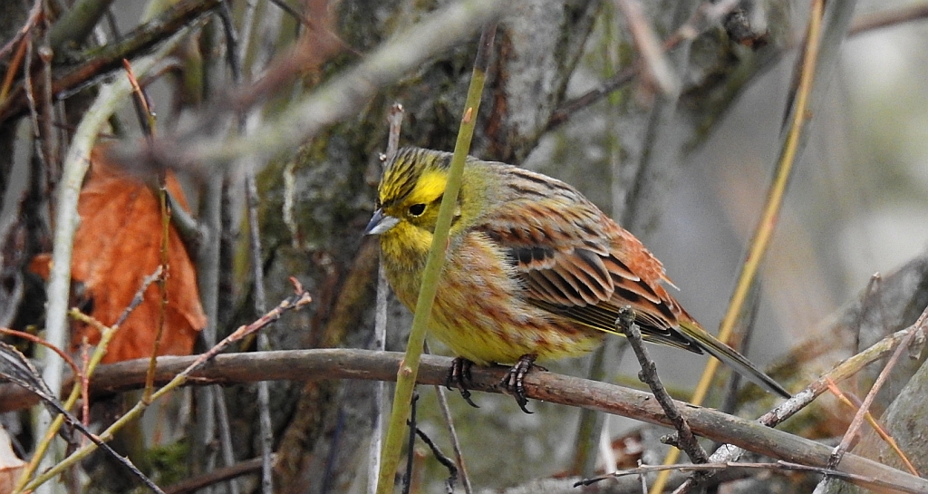 Trznadel zwyczajny, trznadel, trznadel żółtobrzuch (Emberiza citrinella)
