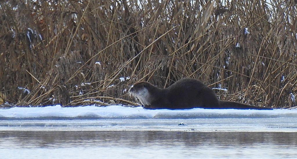 Wydra europejska, wydra (Lutra lutra)