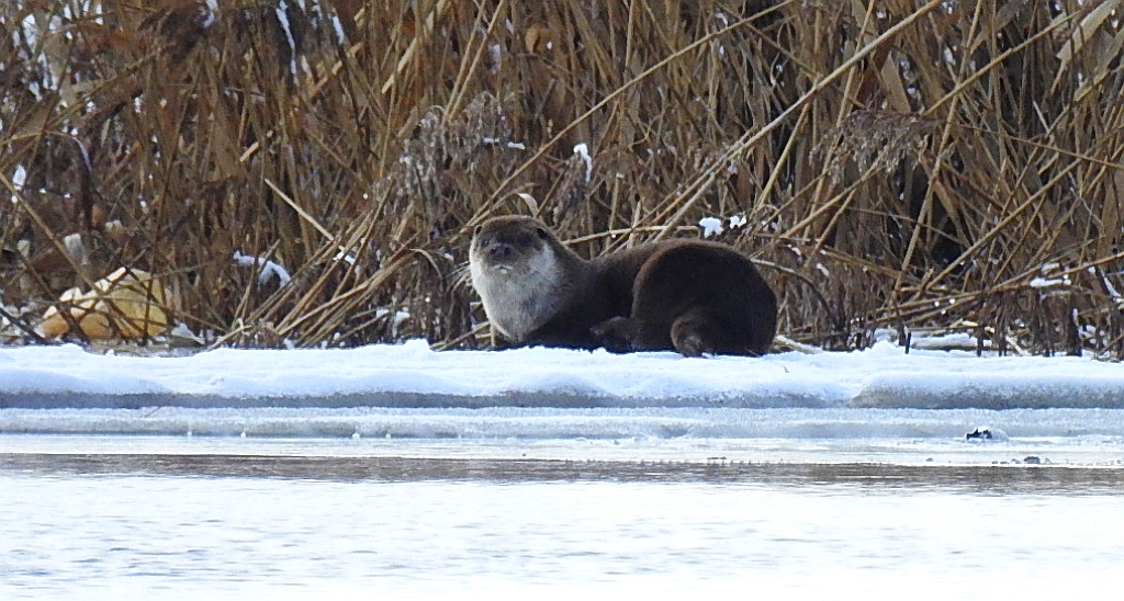 Wydra europejska, wydra (Lutra lutra)