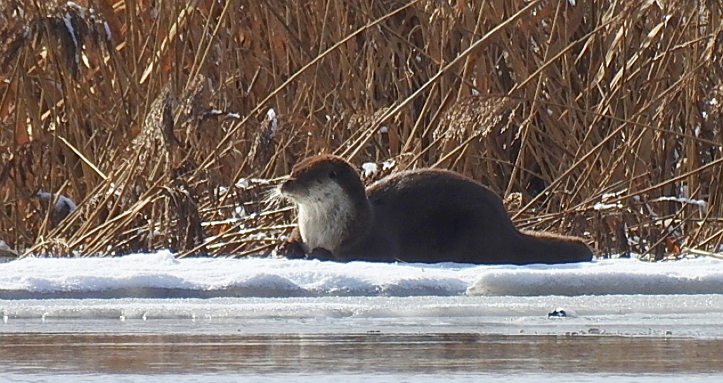 Wydra europejska, wydra (Lutra lutra)