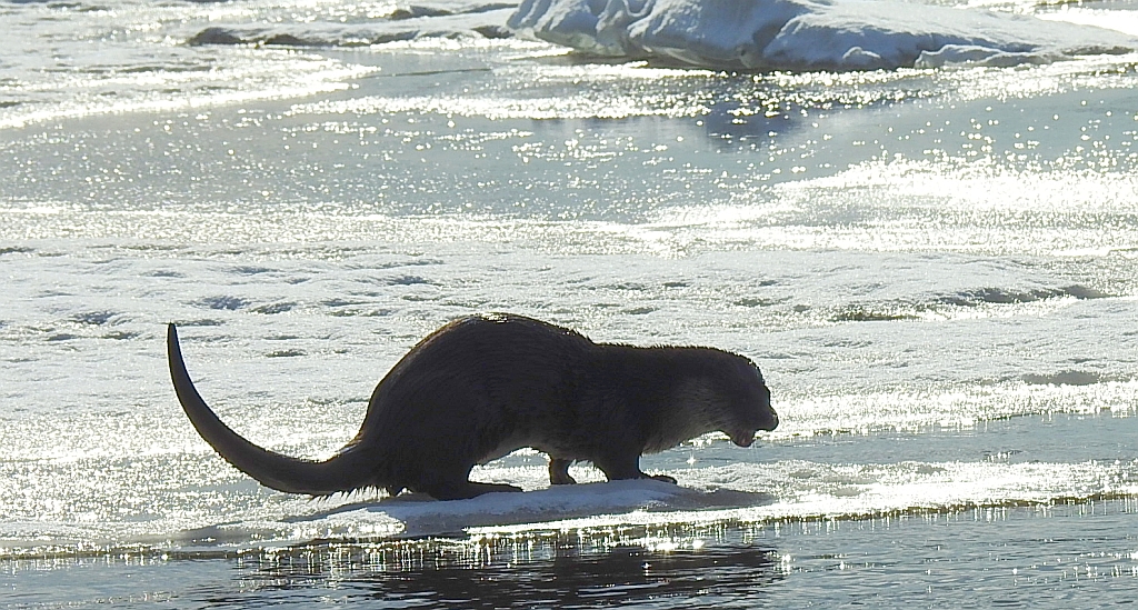 Wydra europejska, wydra (Lutra lutra)
