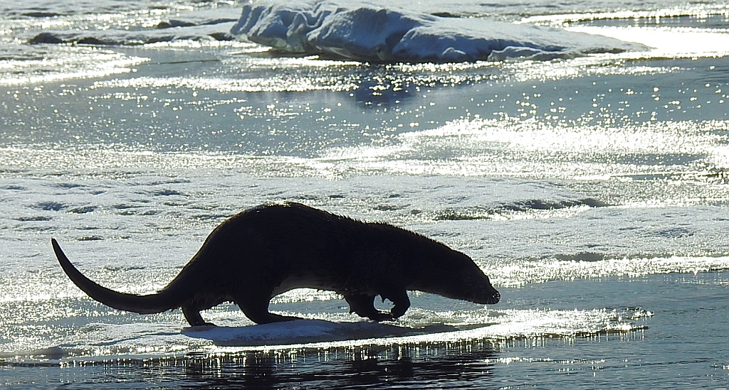 Wydra europejska, wydra (Lutra lutra)