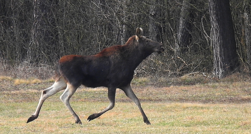 Łoś euroazjatycki (Alces alces)