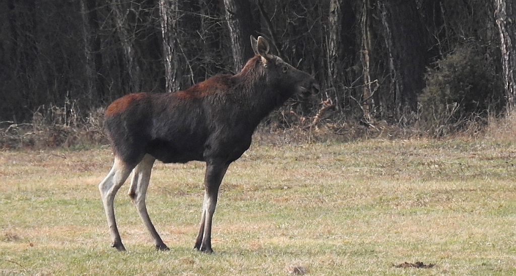 Łoś euroazjatycki (Alces alces)