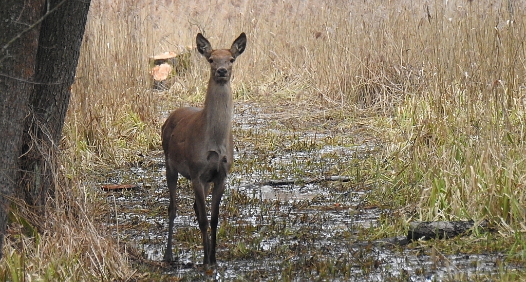 Jeleń szlachetny, jeleń (Cervus elaphus)