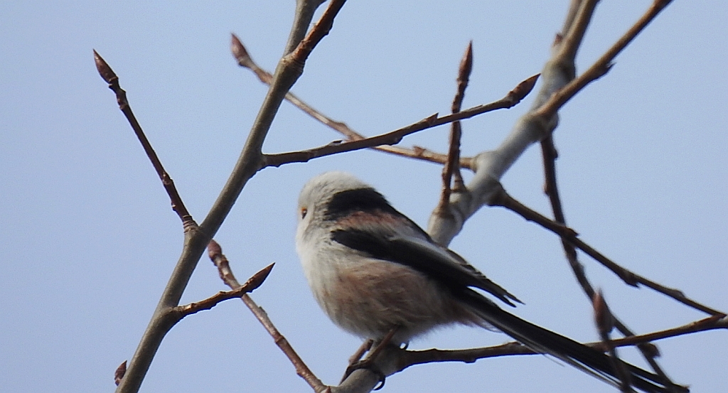 Raniuszek zwyczajny, raniuszek (Aegithalos caudatus)