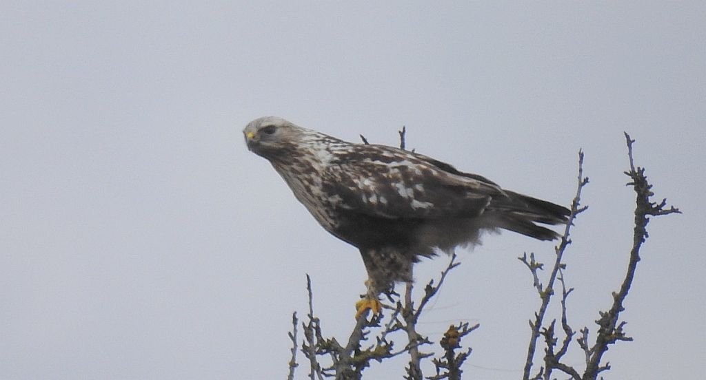 Myszołów włochaty (Buteo lagopus)