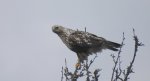 Myszołów włochaty (Buteo lagopus)